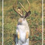 jackalope