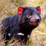 TASMANIAN DEVIL