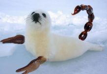Scorpion Seal Reveals Itself in Canadian Arctic
