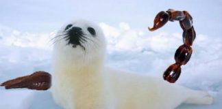 Scorpion Seal Reveals Itself in Canadian Arctic