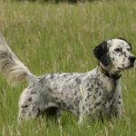 English-Setter