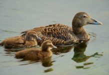 At Waterways Duck Farm