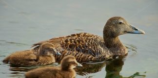 At Waterways Duck Farm