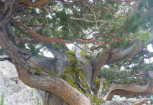 Looking into the world