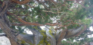 Looking into the world