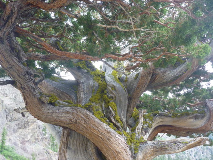 WesternJuniperCurvedBranches