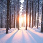 WinterViewTrees23