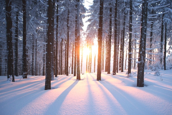 WinterViewTrees23