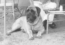 Old Dog Wags Its Tail