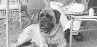 Old Dog Wags Its Tail