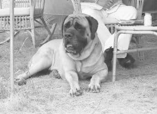 Old Dog Wags Its Tail