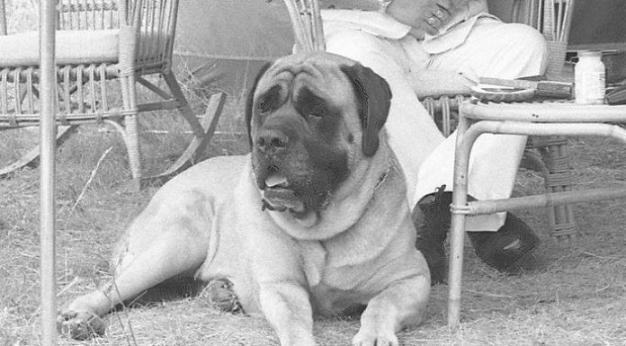 Old Dog Wags Its Tail