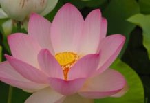 Living with Awareness and Integrity