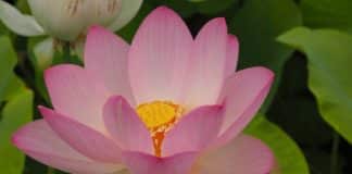 Living with Awareness and Integrity