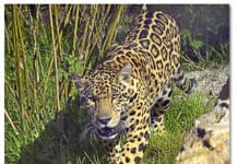 The Earth is Our Witness