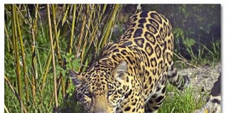 The Earth is Our Witness