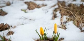 Six Poems of Sadness and Delight