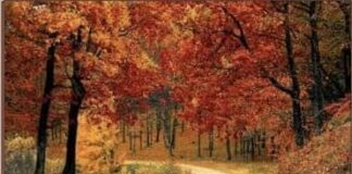 Suddenly Without Warning